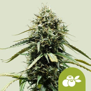 Haze Berry Auto von Royal Queen Seeds