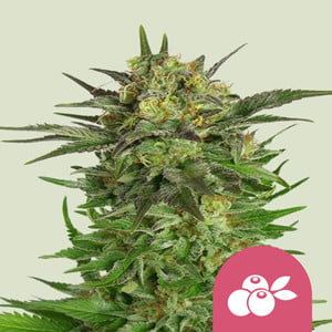 Haze Berry von Royal Queen Seeds