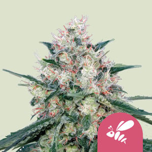 Honey Cream (Fast Flowering) von Royal Queen Seeds