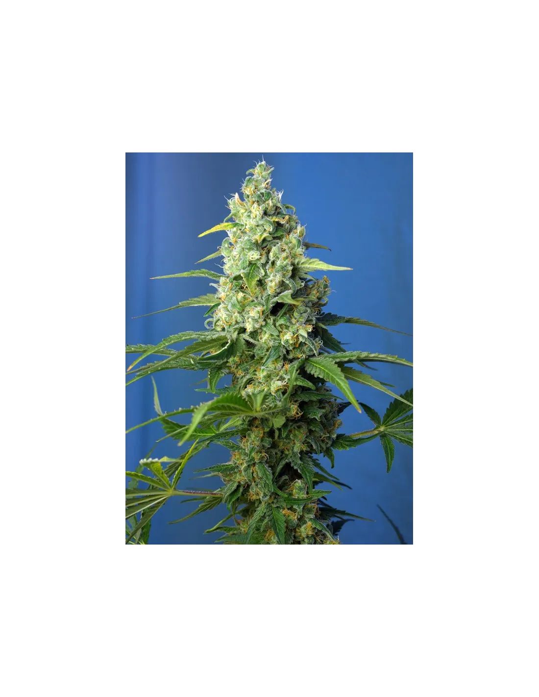 Honey Peach Auto CBD von Sweet Seeds