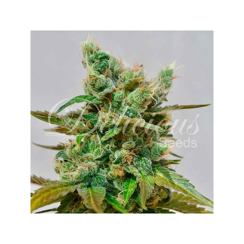 Honeybells von Delicious Seeds