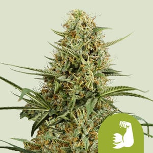 HulkBerry Auto von Royal Queen Seeds