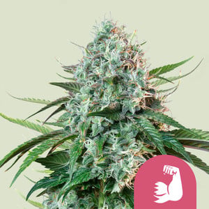 HulkBerry 1 St. Royal Queen Seeds