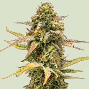 Hyperion F1 von Royal Queen Seeds