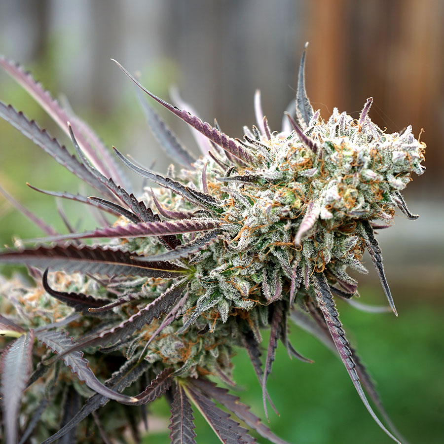 Ice Cream Cake Fast Flowering von Humboldt Seed Organisation
