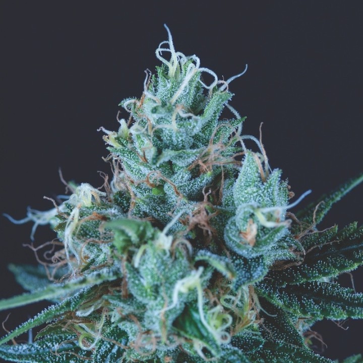 Ice Cream Pyramid Seeds