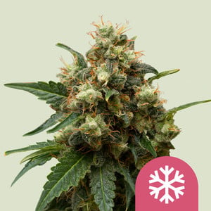 Ice von Royal Queen Seeds