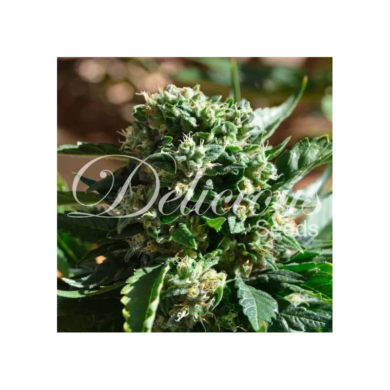 Il Diavolo von Delicious Seeds