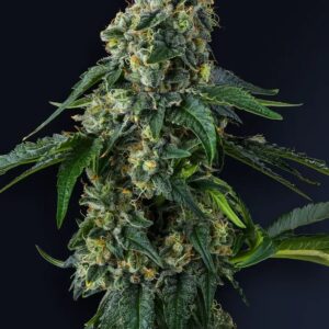 Presidential Pardon 3 St. Eye Candy Collection Compound Genetics