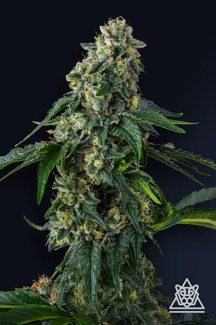 Presidential Pardon 3 St. Eye Candy Collection Compound Genetics