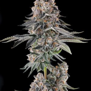 Mailbox Money 3 St. Mellowz Collection Compound Genetics