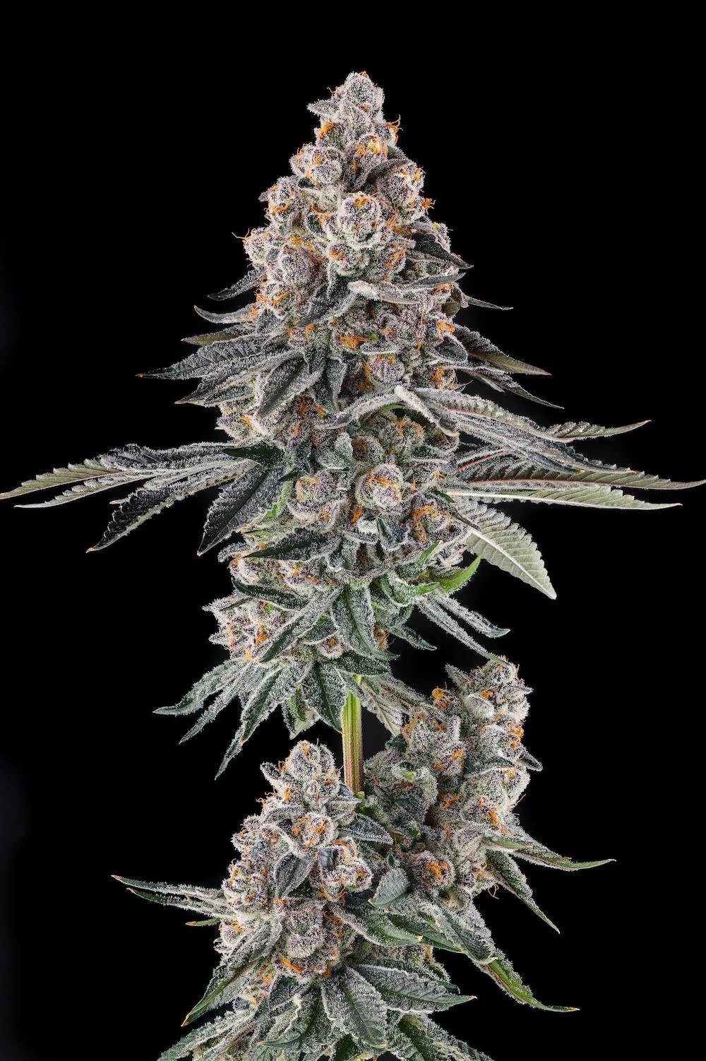 Mailbox Money 3 St. Mellowz Collection Compound Genetics