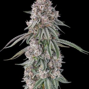 Lemon Chain 3 St. Mellowz Collection Compound Genetics