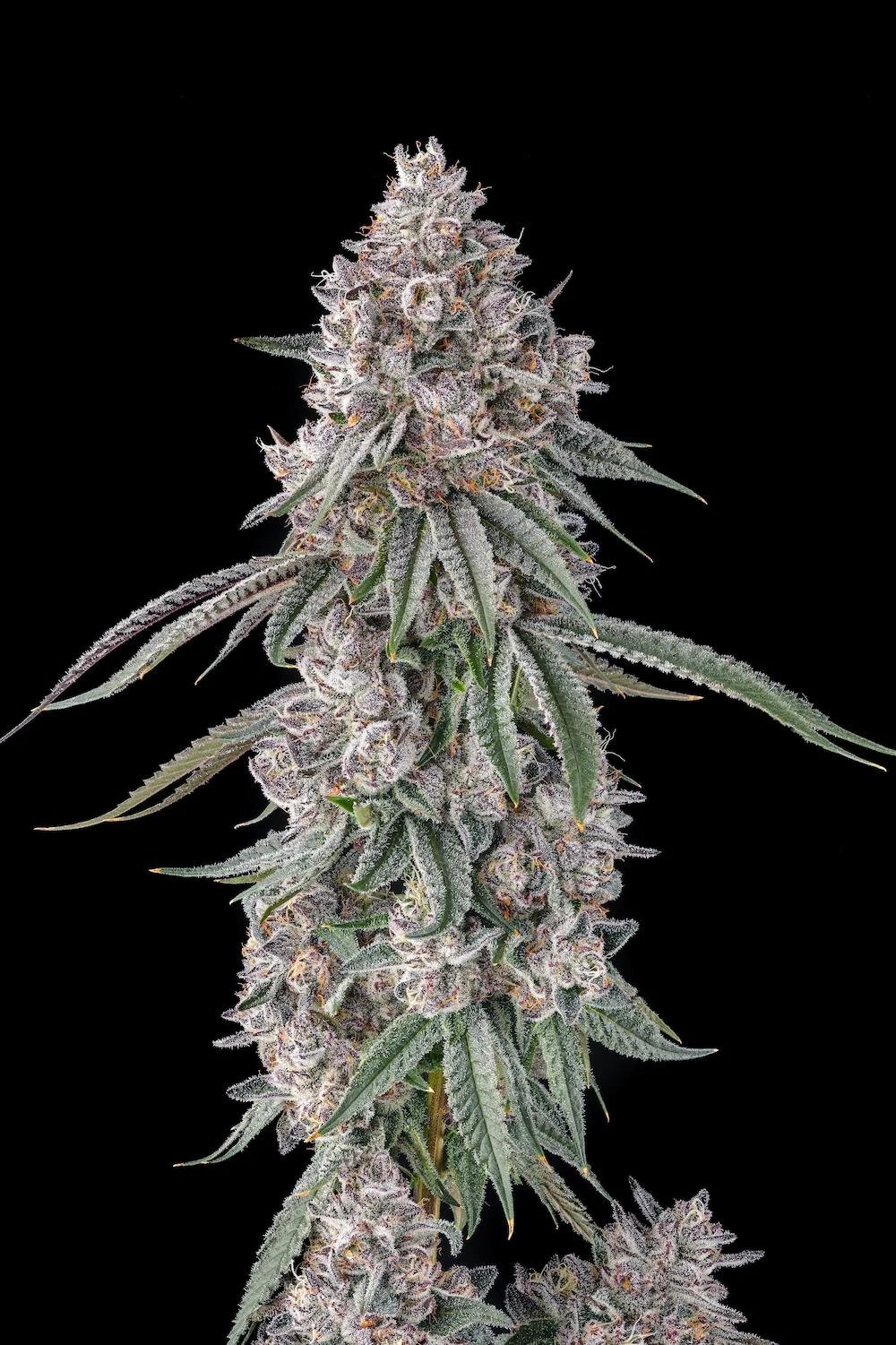 Lemon Chain 3 St. Mellowz Collection Compound Genetics