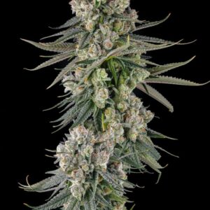 Glue Lotus 3 St. Mellowz Collection Compound Genetics