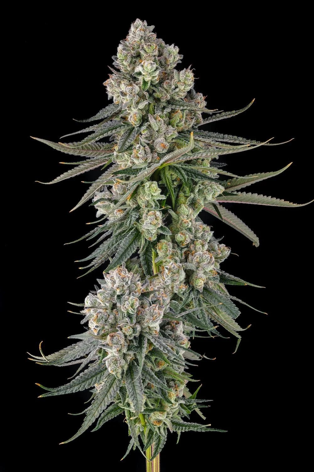 Glue Lotus 3 St. Mellowz Collection Compound Genetics