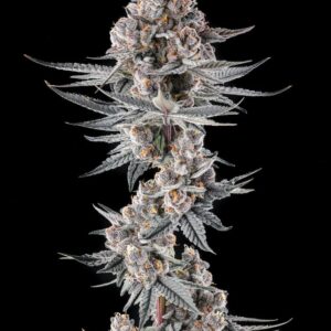 Eye of JAH 3 St. Mellowz Collection Compound Genetics
