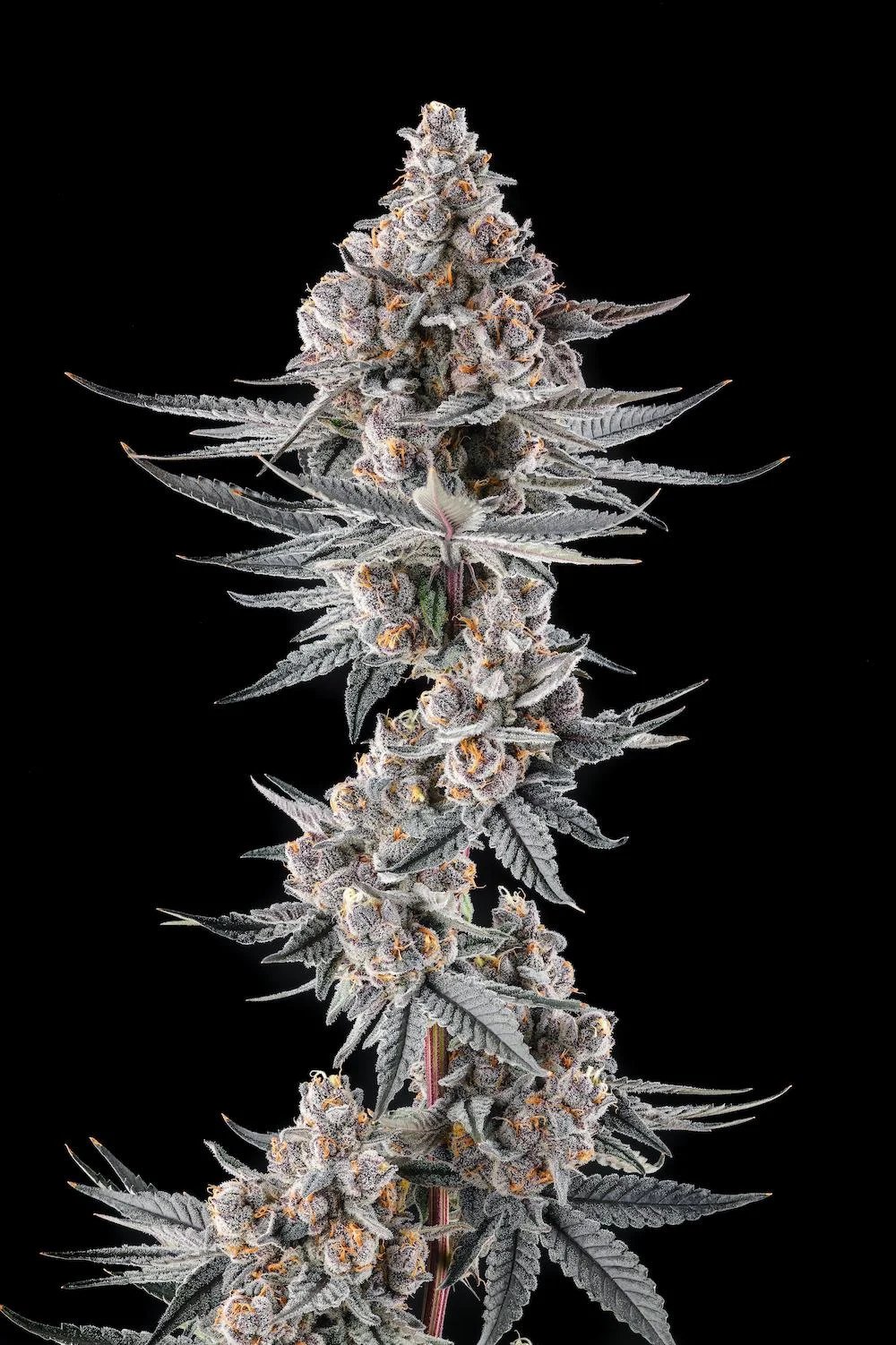 Eye of JAH 3 St. Mellowz Collection Compound Genetics