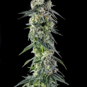 Afters 3 St. Mellowz Collection Compound Genetics