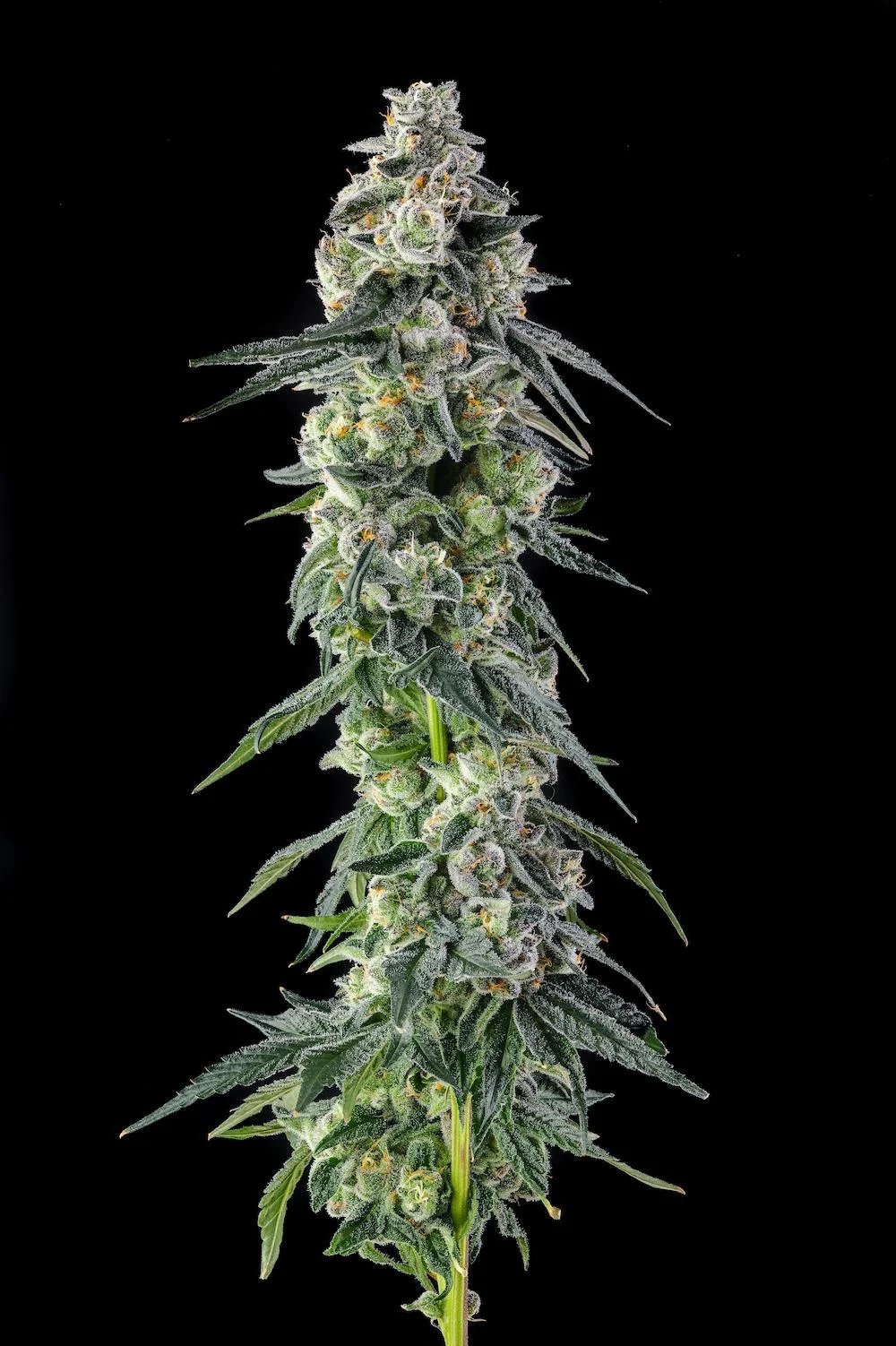 Afters 3 St. Mellowz Collection Compound Genetics