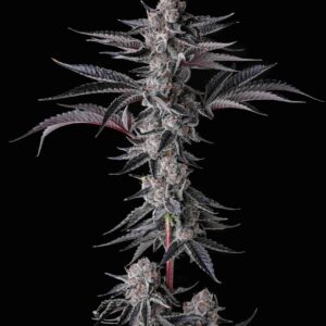 New Money 3 St. Eye Candy Collection Compound Genetics