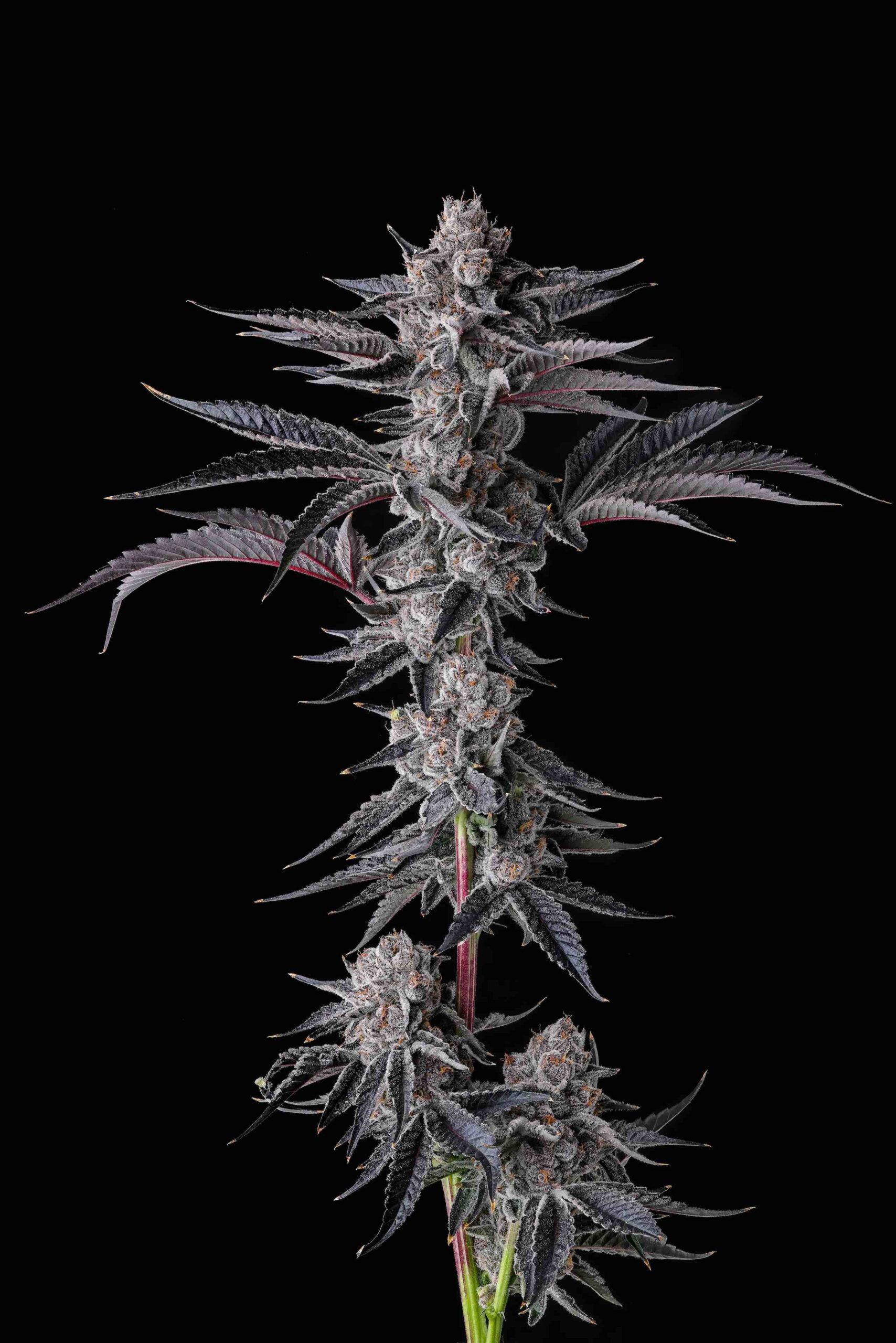 New Money 3 St. Eye Candy Collection Compound Genetics