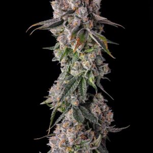 90s Proof 7 St. Candy Pave Collection Compound Genetics