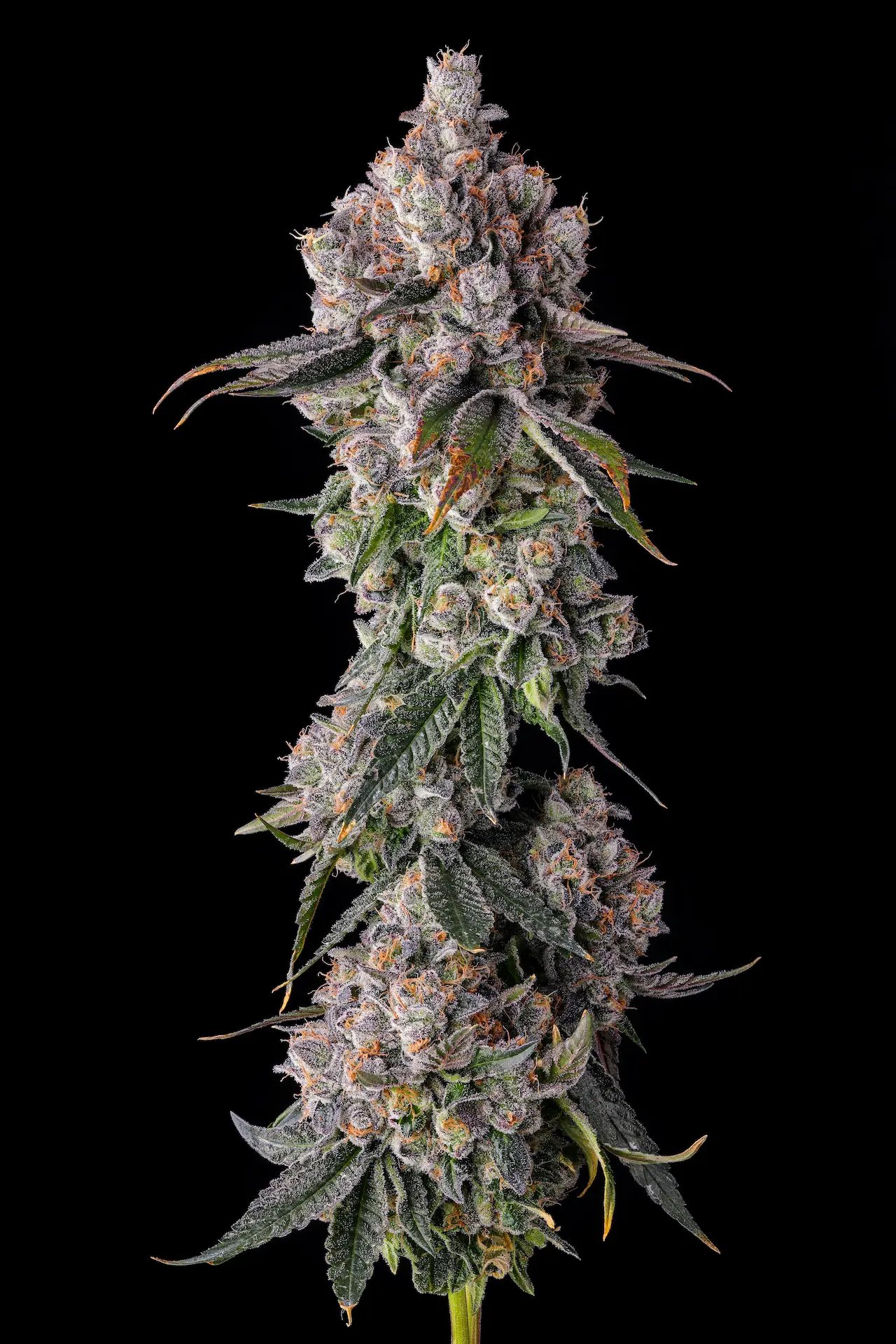 90s Proof 7 St. Candy Pave Collection Compound Genetics