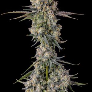 Zhampagne 7 St. Candy Pave Collection Compound Genetics