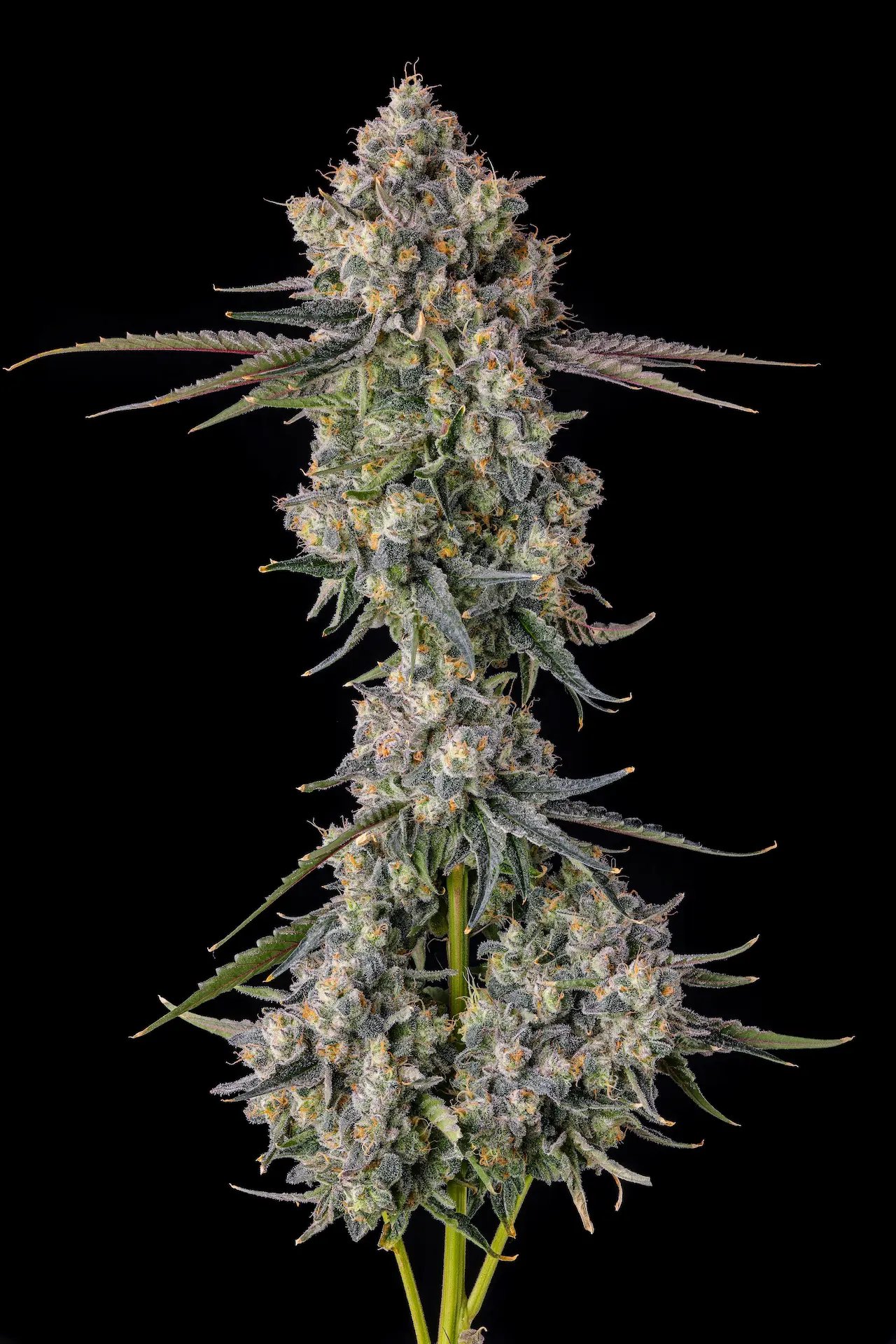 Zhampagne 7 St. Candy Pave Collection Compound Genetics