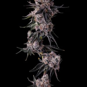 Lemon Cherry Pavé 7 St. Candy Pave Collection Compound Genetics