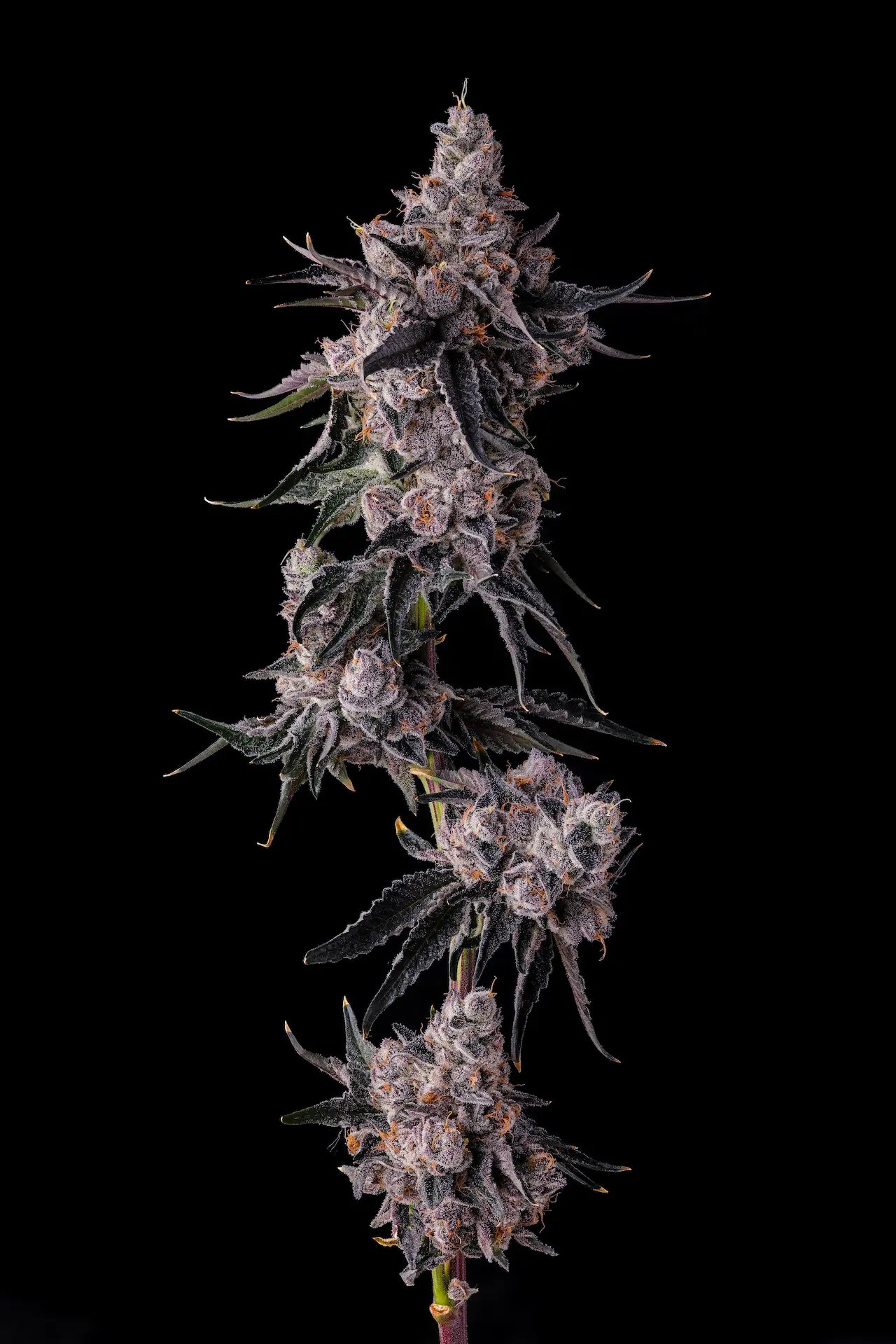 Lemon Cherry Pavé 7 St. Candy Pave Collection Compound Genetics