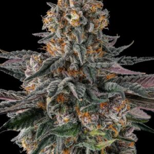 Orange Moon 3 St. Black Amber Collection Compound Genetics