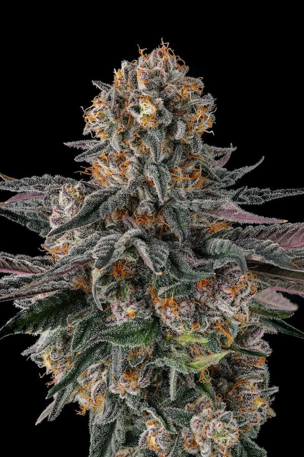 Orange Moon 3 St. Black Amber Collection Compound Genetics