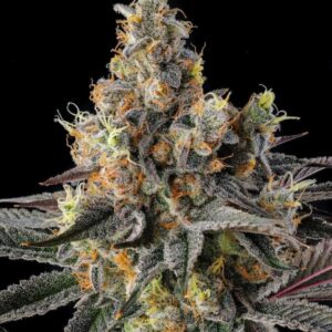 Tostones 3 St. Black Amber Collection Compound Genetics