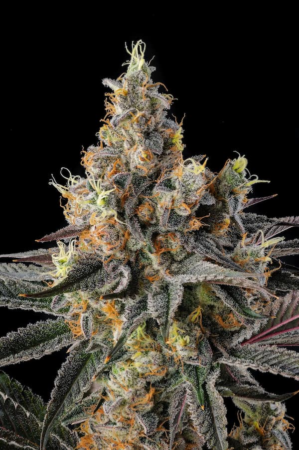Tostones 3 St. Black Amber Collection Compound Genetics