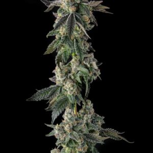 Wokstar 3 St. Mellowz Collection Compound Genetics