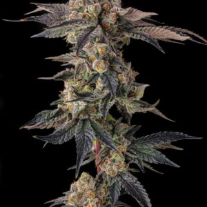 Pamellowz 3 St. Mellowz Collection Compound Genetics