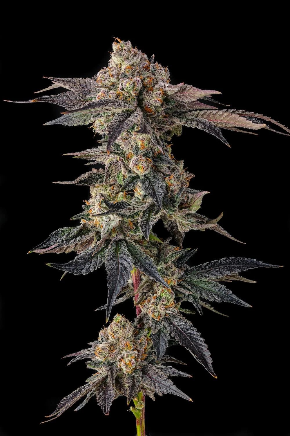 Pamellowz 3 St. Mellowz Collection Compound Genetics
