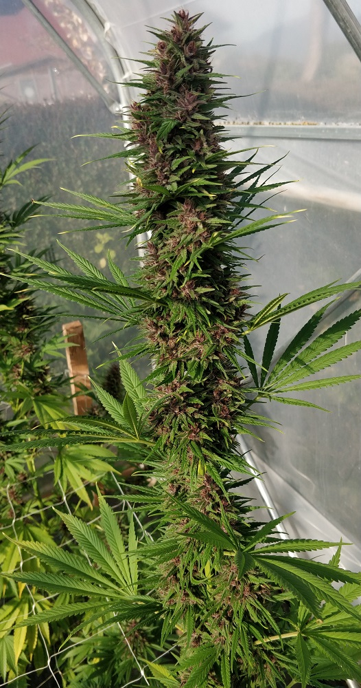Congo von ACE Seeds