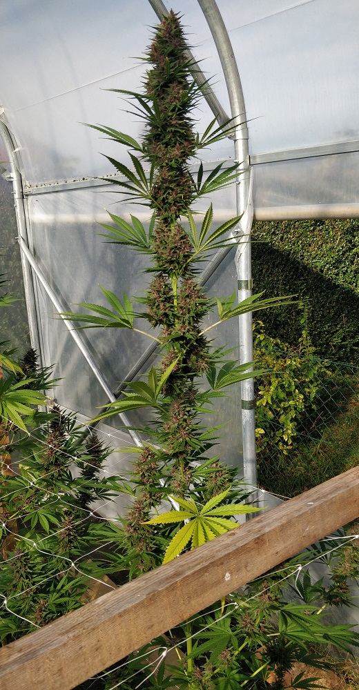 Congo von ACE Seeds