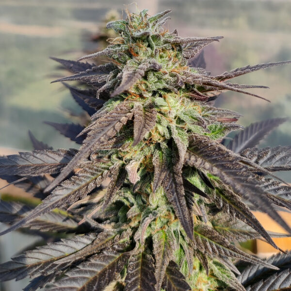 Zamaldelica x Kali China von ACE Seeds