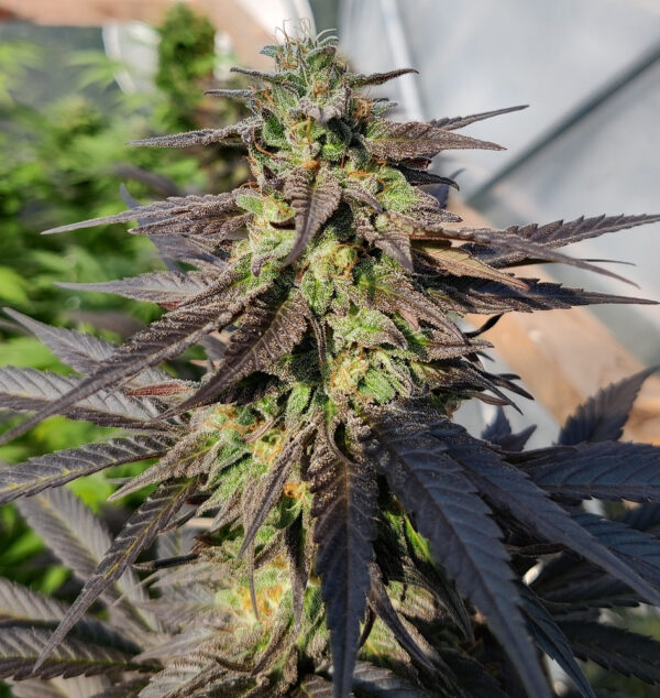 Zamaldelica x Kali China von ACE Seeds