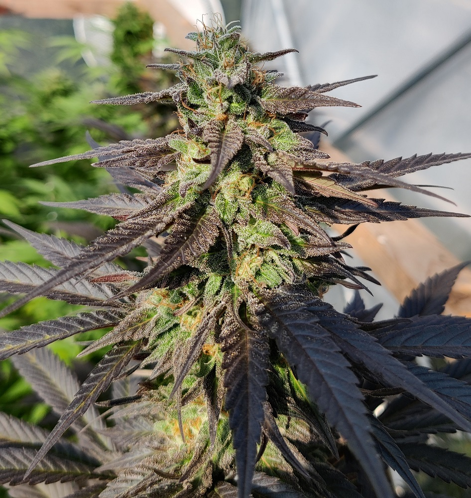 Zamaldelica x Kali China von ACE Seeds