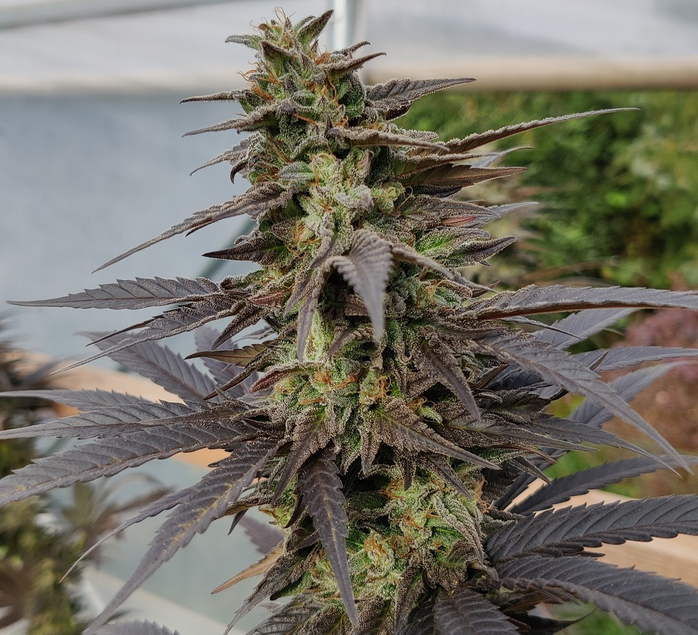 Zamaldelica x Kali China von ACE Seeds