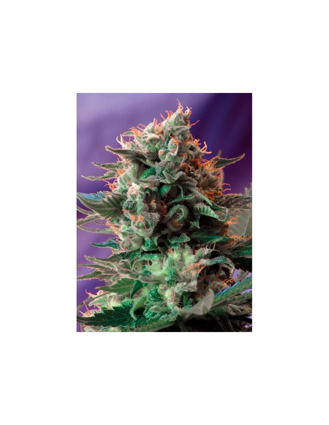 Jack 47 F1 Fast Version von Sweet Seeds