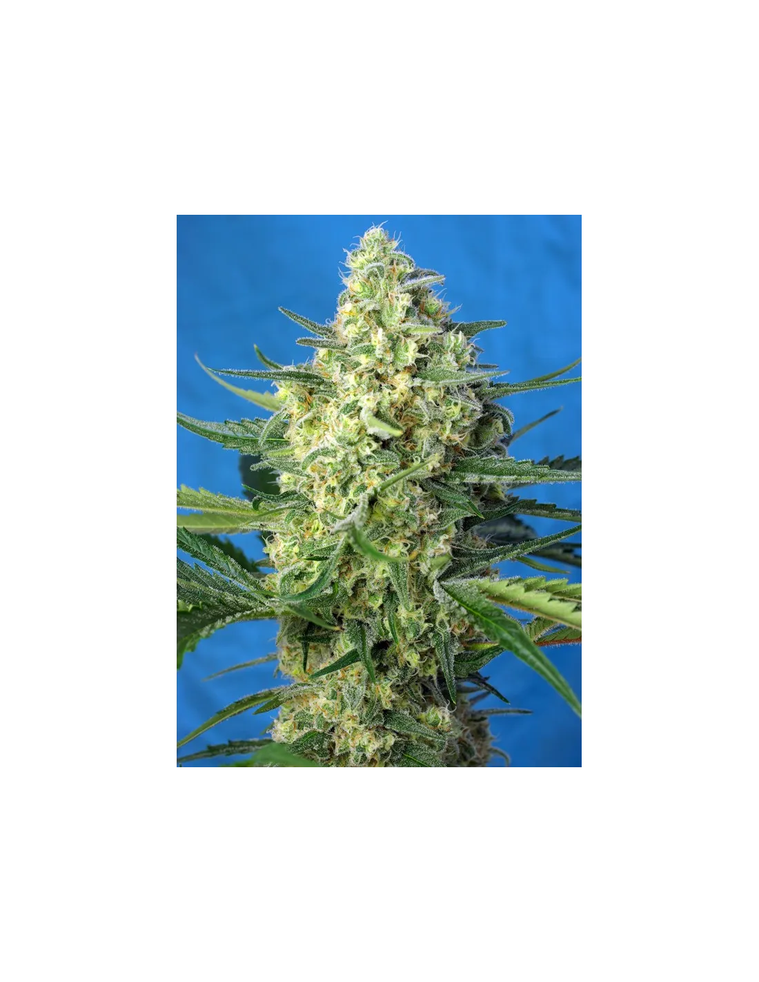 Jack 47 XL Auto ® 100er Sweet Seeds