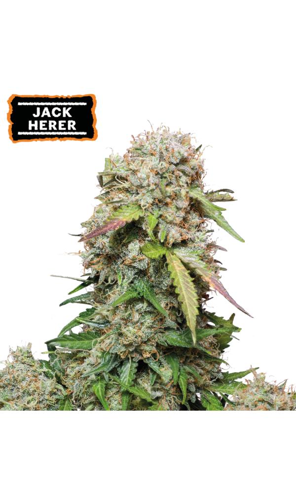 Jack Herer Auto von Seedstockers