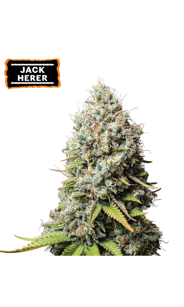 Jack Herer 1 St. Seedstockers