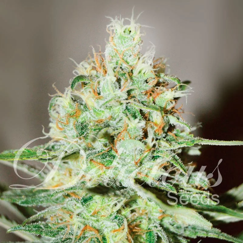 Jägg Kush von Delicious Seeds